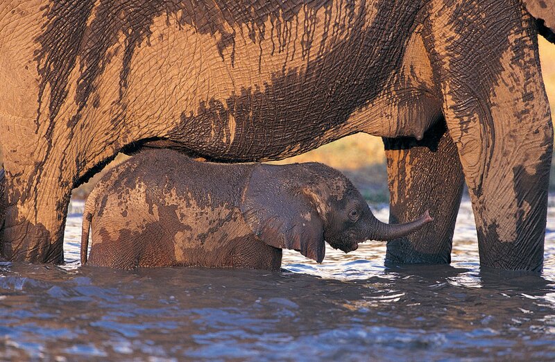 Elephant calf under adult in water