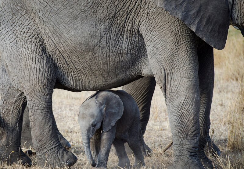 Elephant Calf under Adult