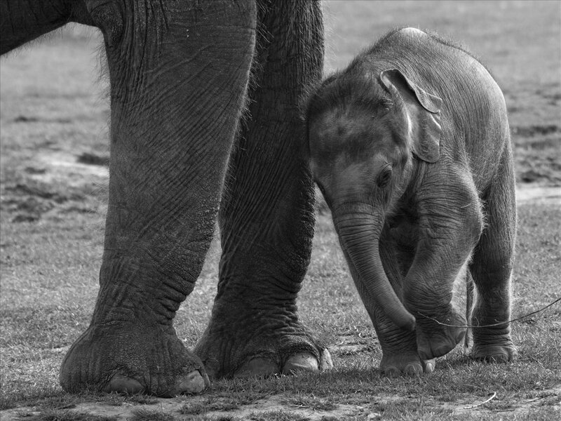 Elephant Calf with Adult — Black