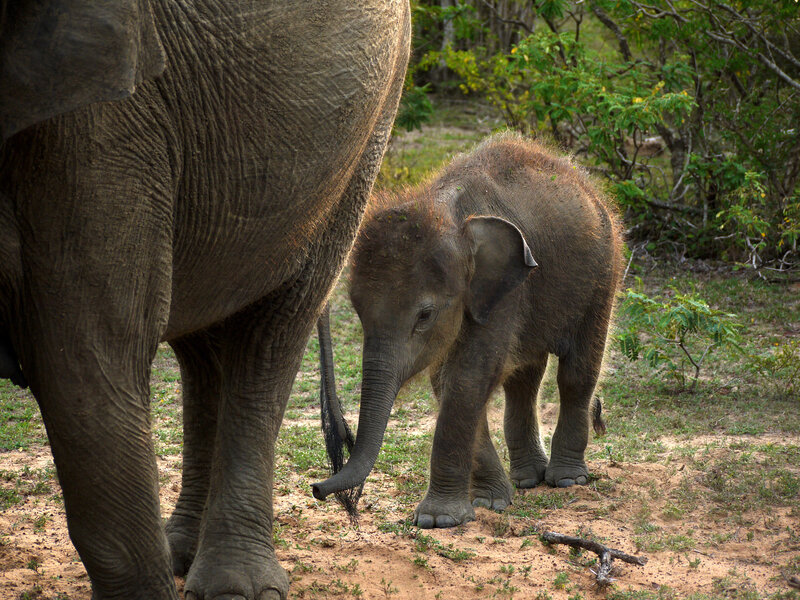 Elephant Calf with Adult — Brown