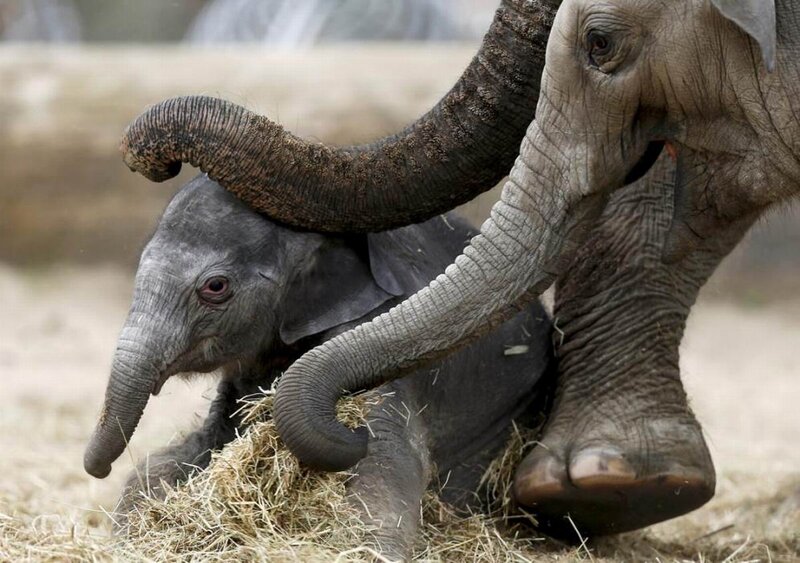 Elephant Calf with Adult — Gray, Calm