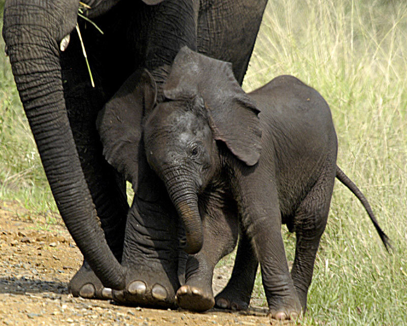 Elephant Calf with Adult — Gray