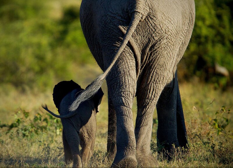 Elephant Calf with Adult — Green