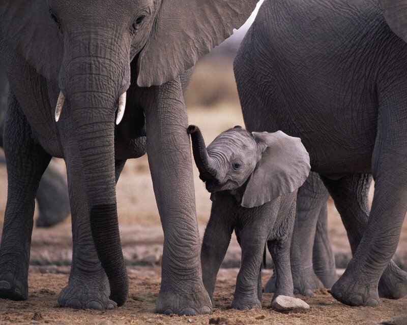 Elephant Calf with Adults