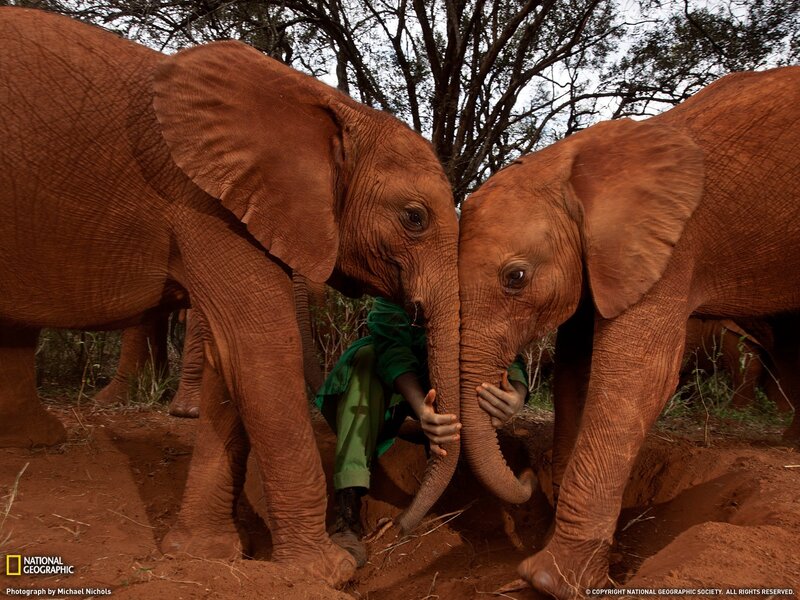 Elephant calves interacting with a person