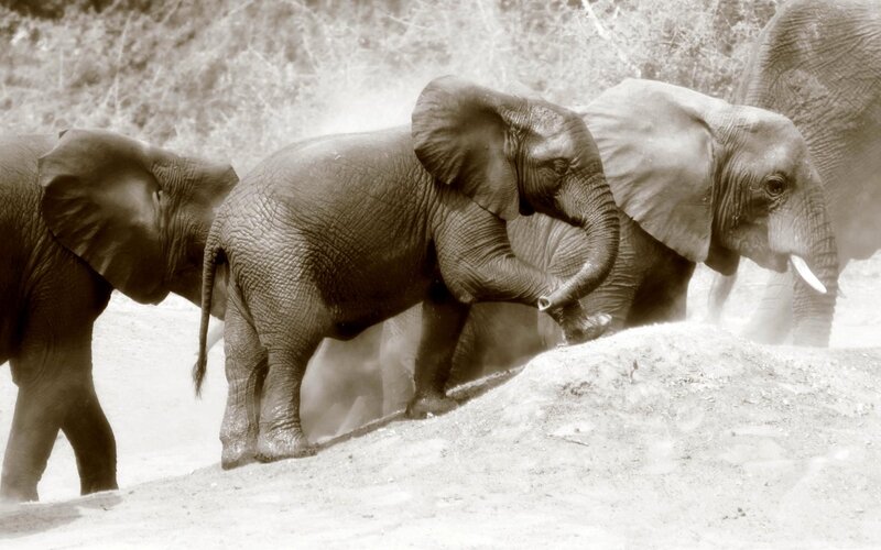 Elephant Calves Running