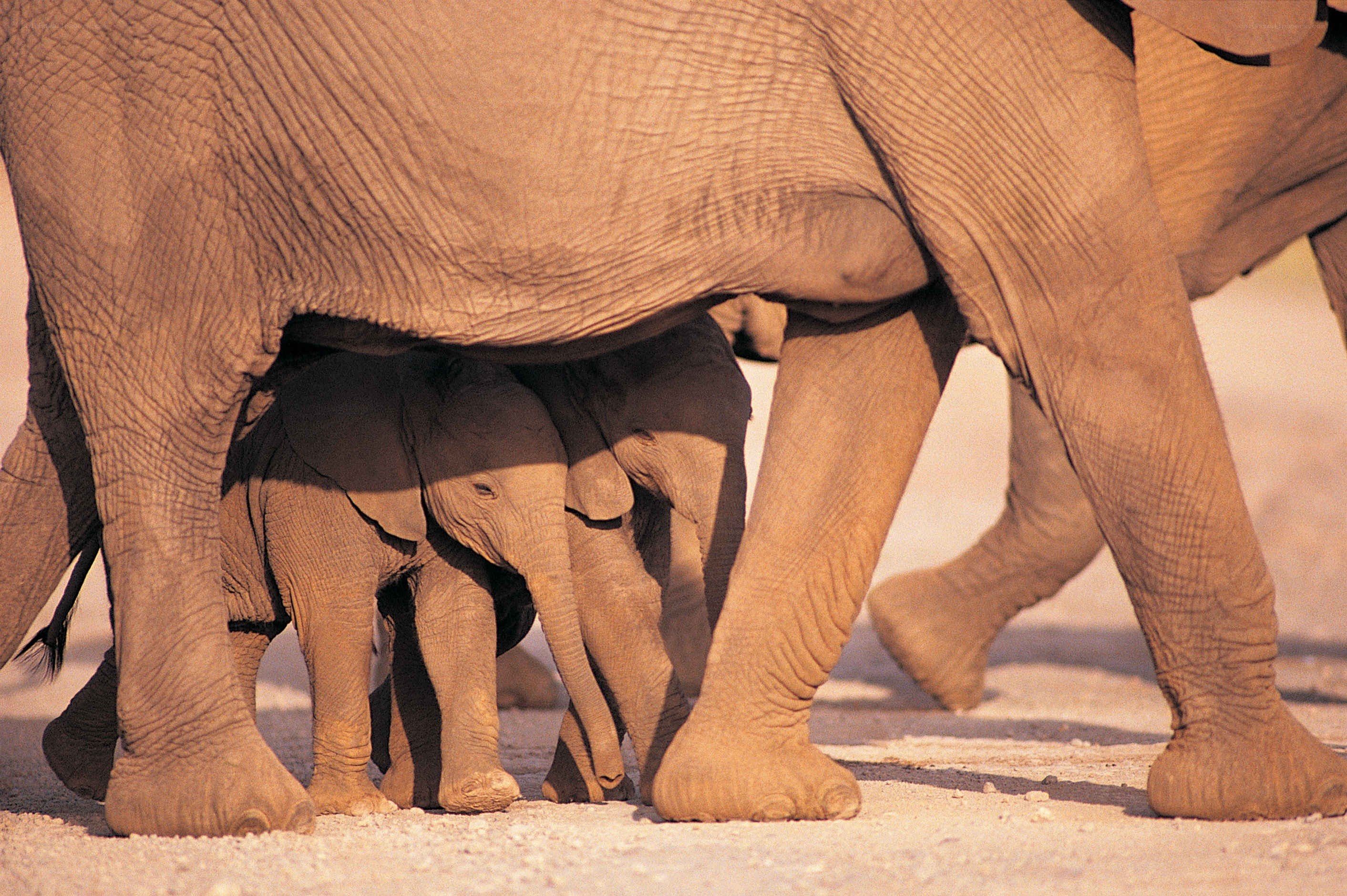 Elephant calves under adult