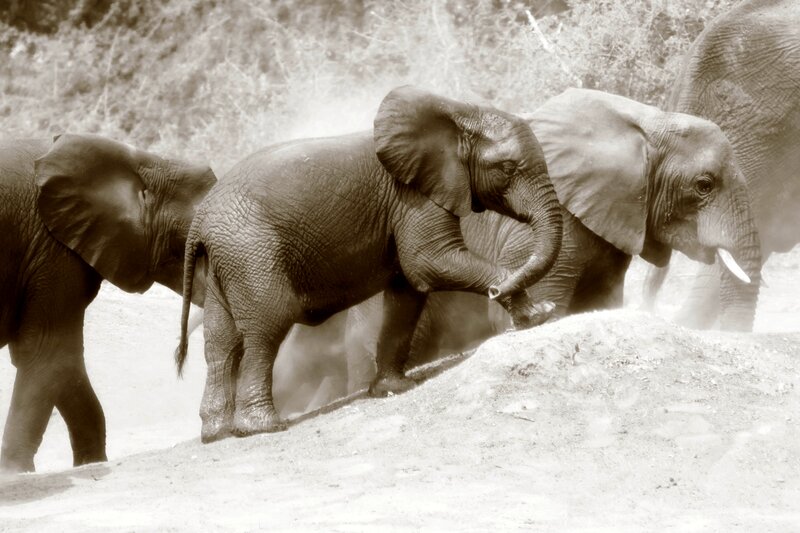 Elephant Calves Walking