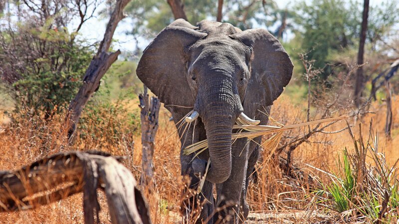 Elephant Carrying Grass