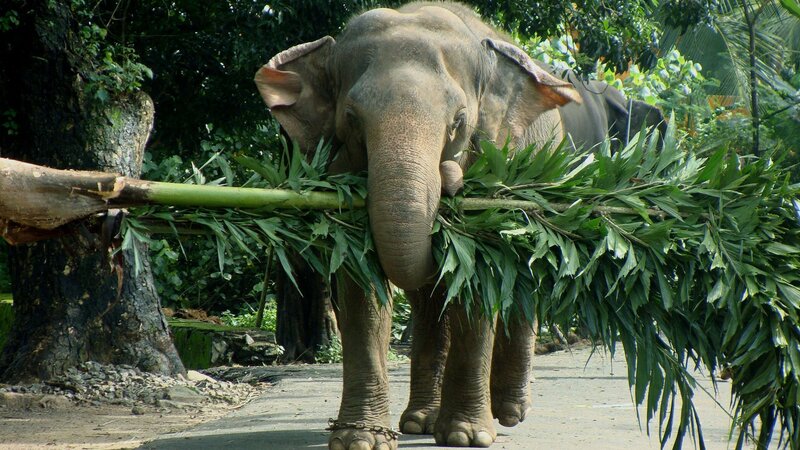 Elephant Carrying Leaves