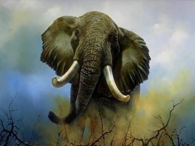 Elephant Charging Forward