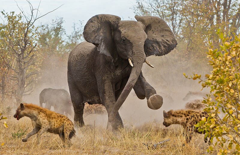 Elephant Charging Hyenas