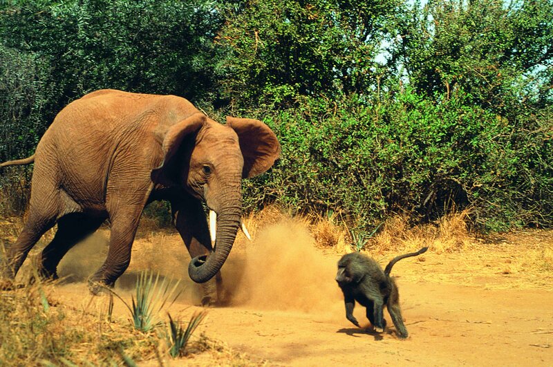Elephant chasing baboon