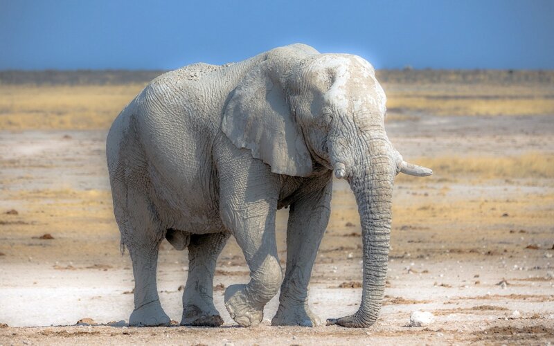 Elephant Covered in Mud — Gray