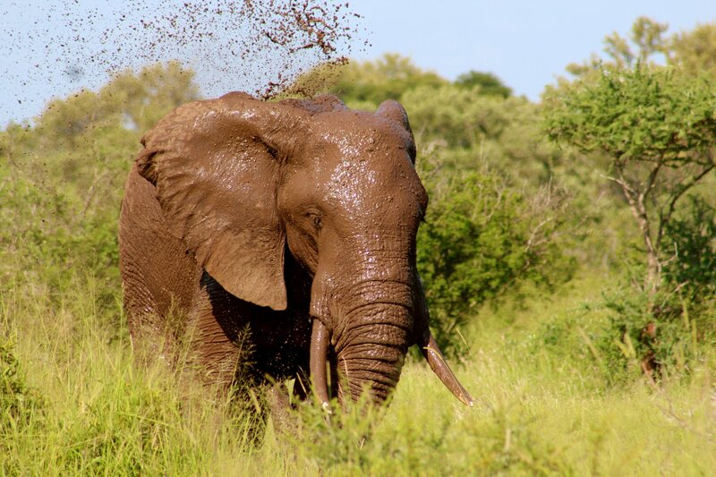 Elephant Covered in Mud — Green