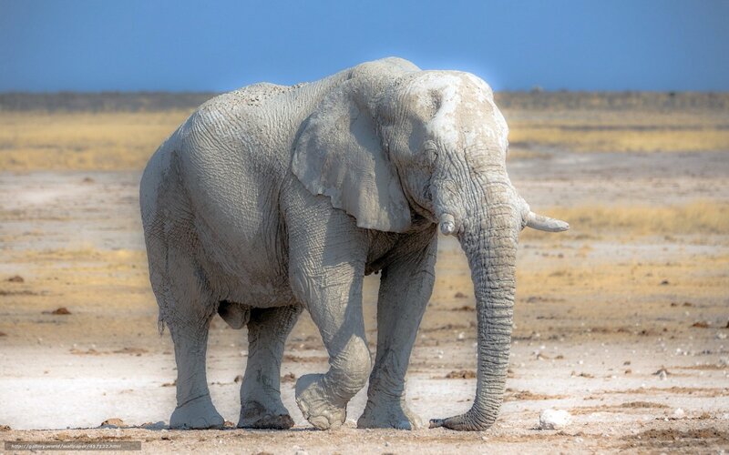 elephant covered in mud