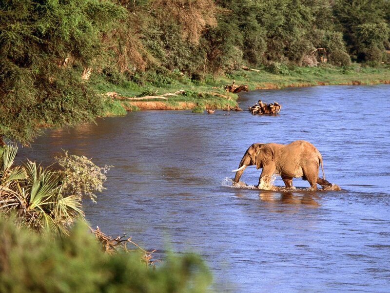 Elephant Crossing River — Blue