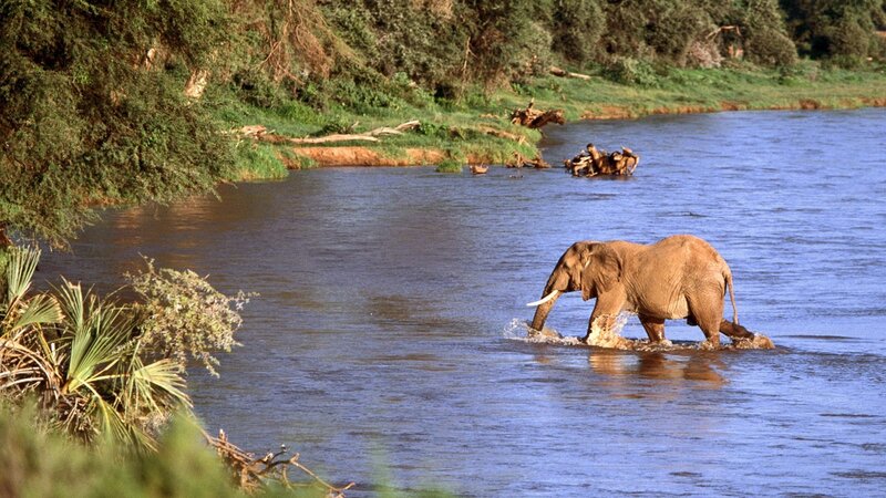 Elephant Crossing River