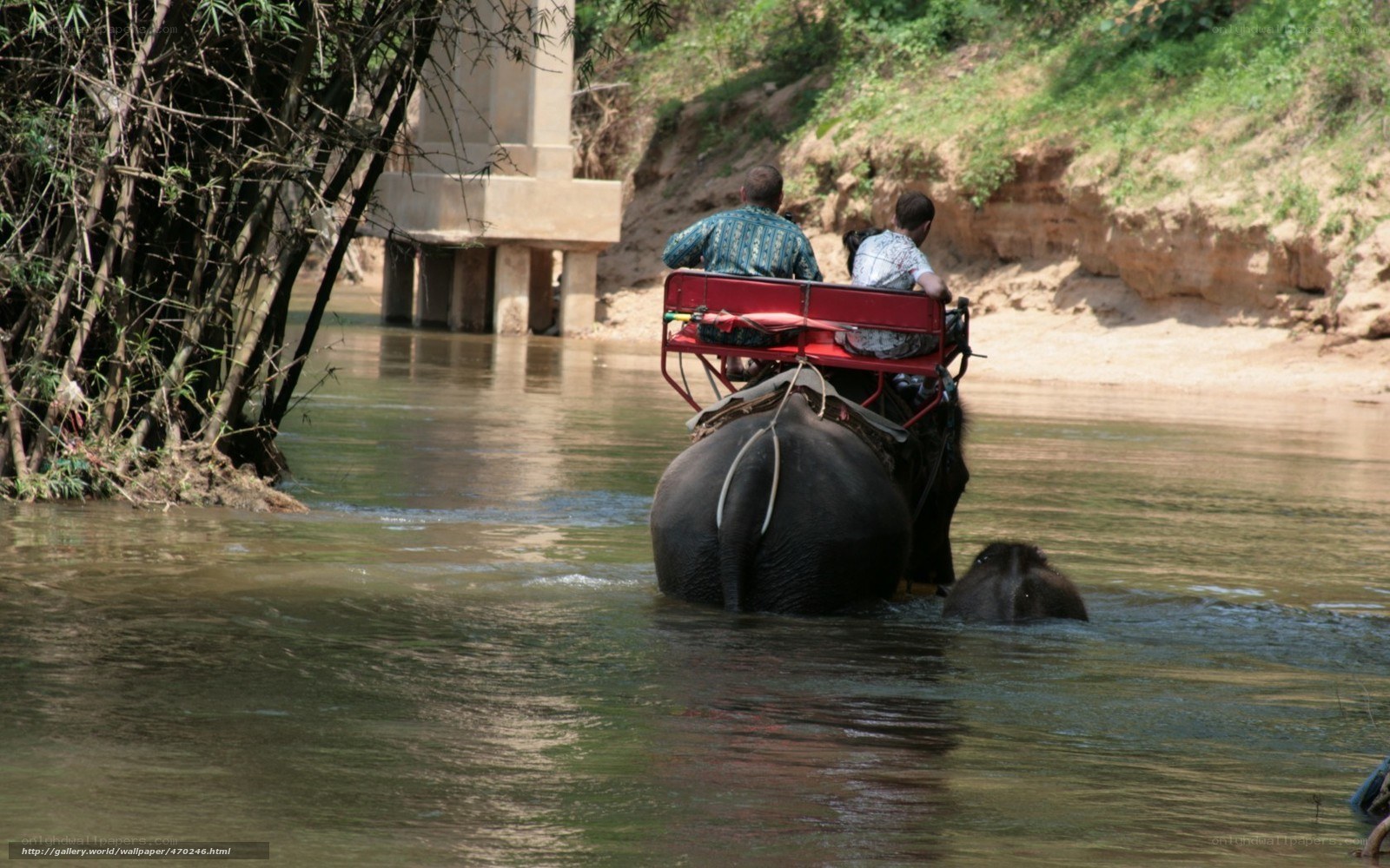 Elephant crossing river with passengers