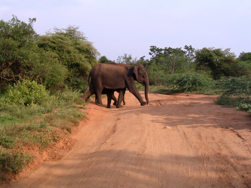 Elephant Crossing Road