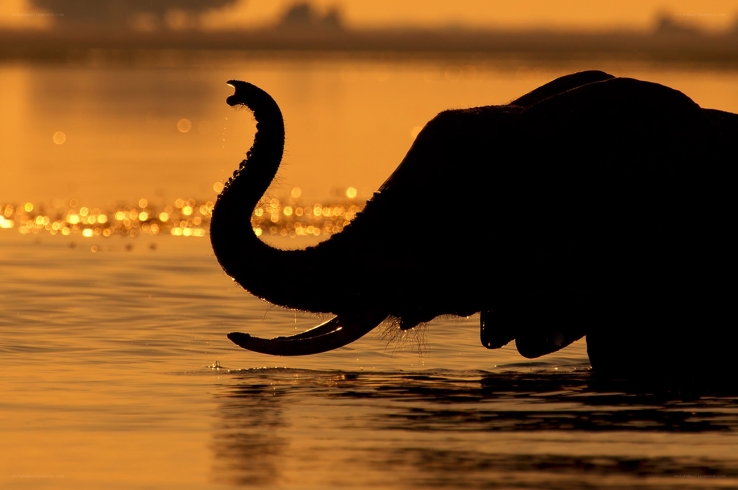 Elephant drinking at sunset