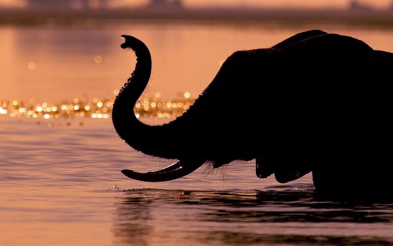 Elephant drinking at sunset