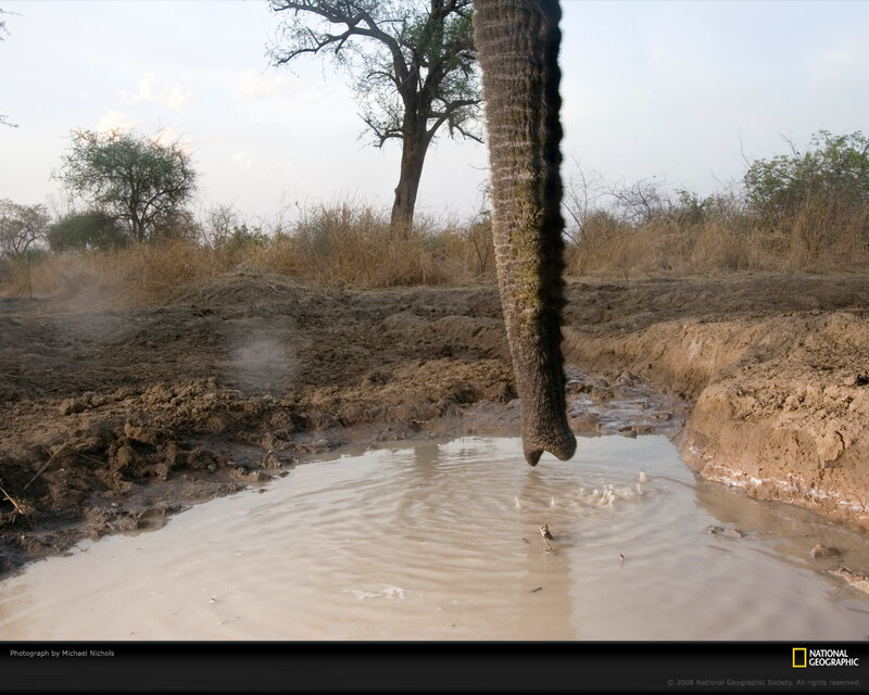 Elephant drinking from a muddy pool