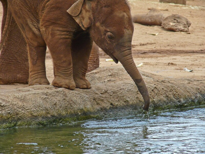 elephant drinking from water
