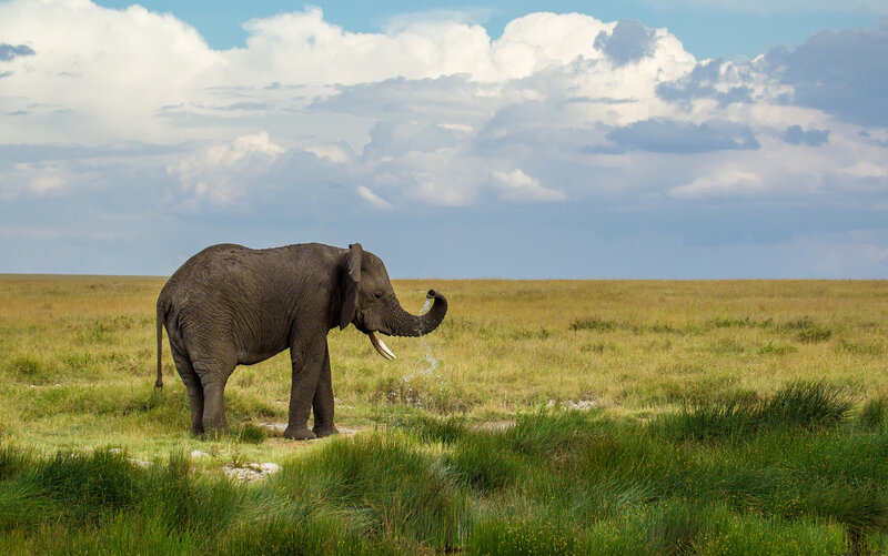 Elephant drinking in savanna