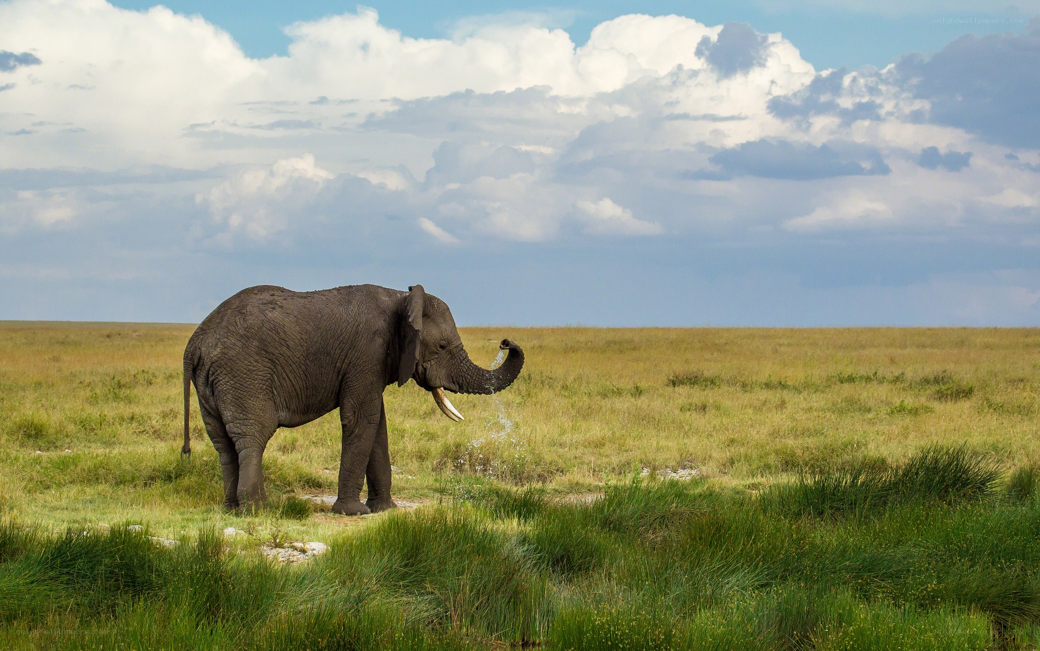 Elephant drinking in savanna