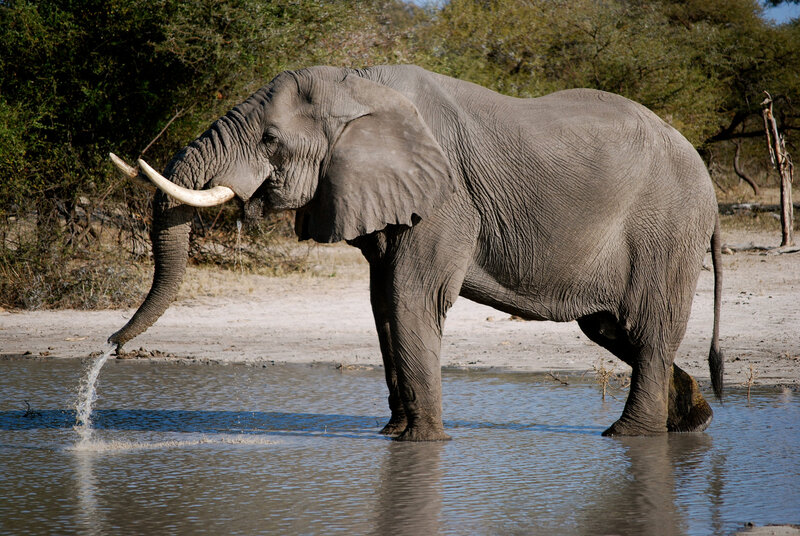 Elephant Drinking Water — Gray, Natural
