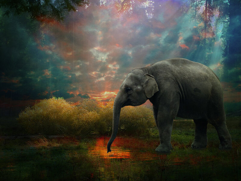Elephant Drinking Water — Gray