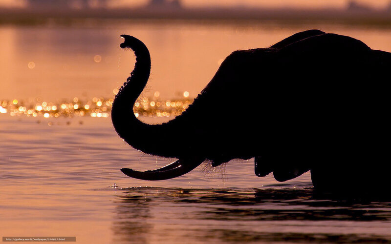 Elephant Drinking Water — Orange, Serene