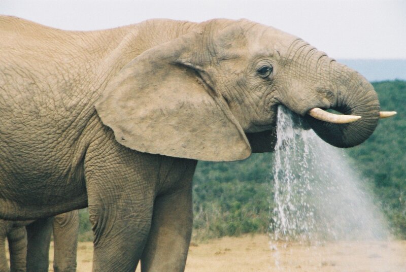 Elephant drinking water