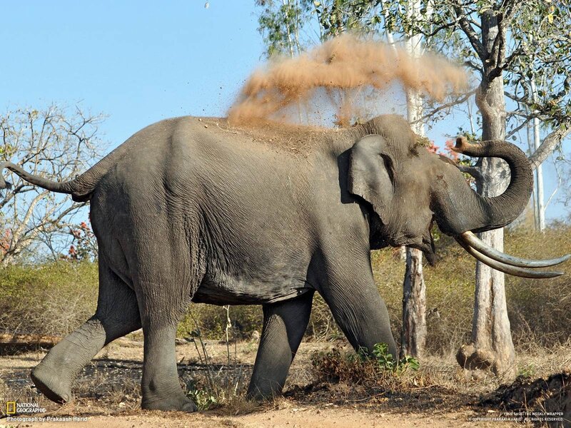 Elephant dust bathing