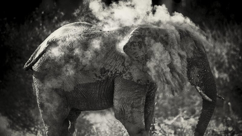 Elephant Dust Bathing — Black