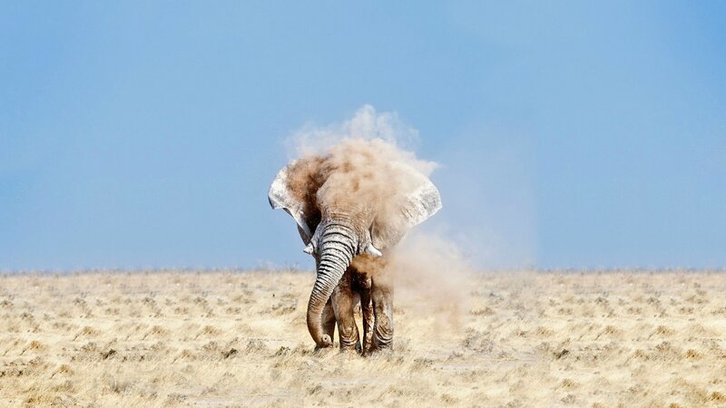 Elephant Dust Bathing — Blue, Dynamic