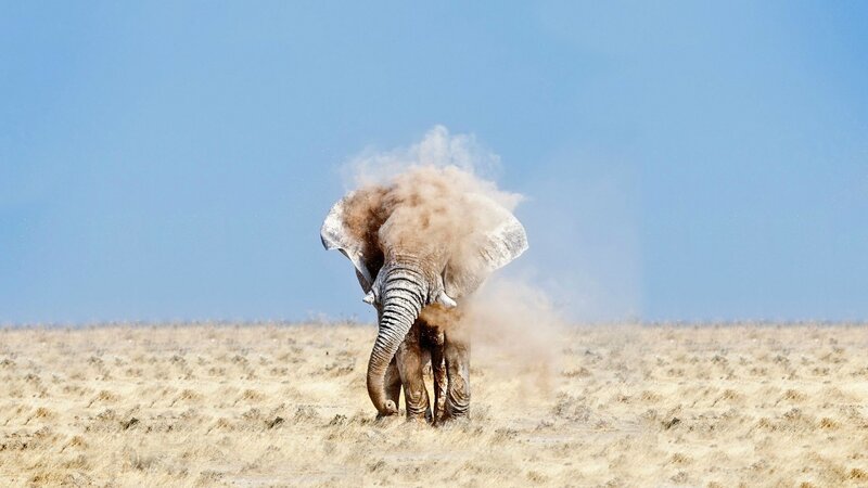 Elephant Dust Bathing — Blue