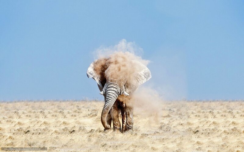 Elephant dust bathing