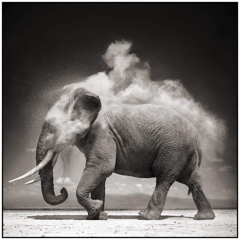 Elephant dusting itself
