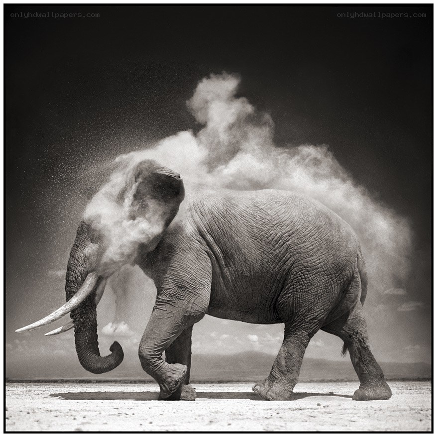 Elephant dusting itself