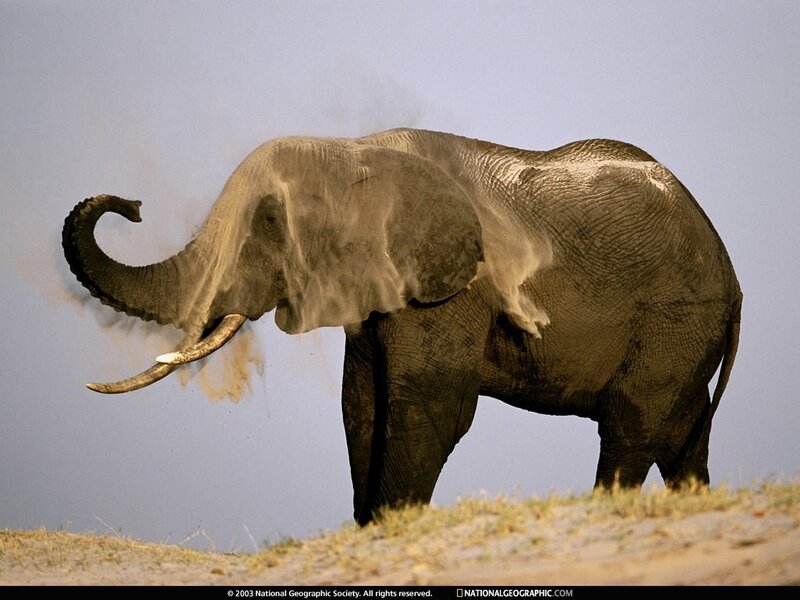 Elephant dusting itself
