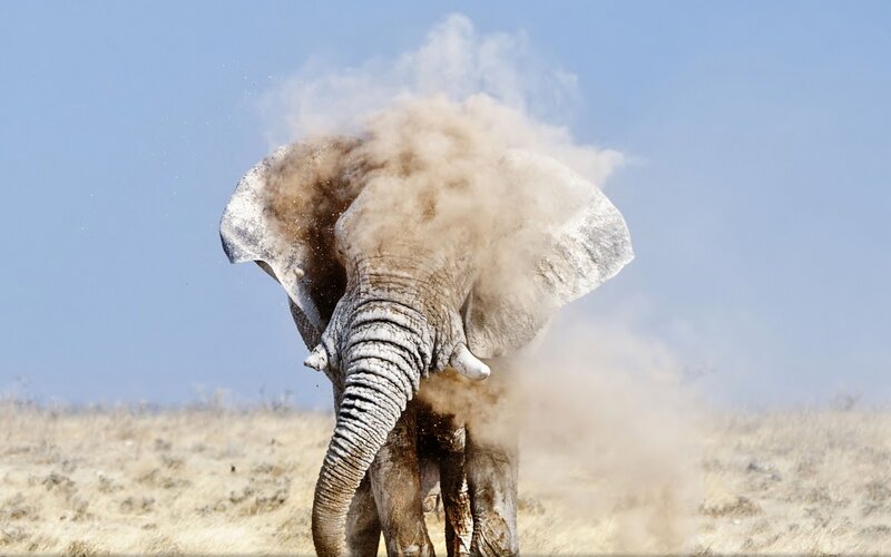 Elephant Dusting Itself — Blue