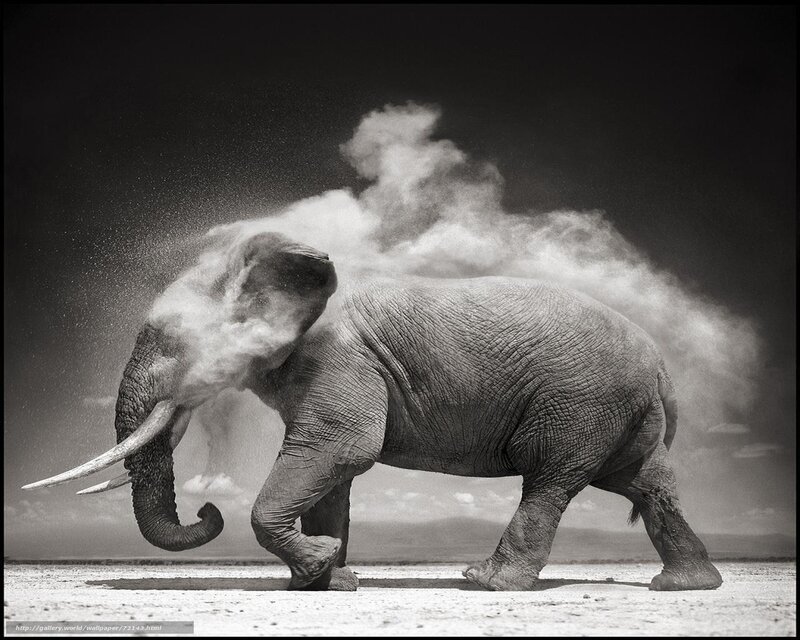 Elephant dusting itself