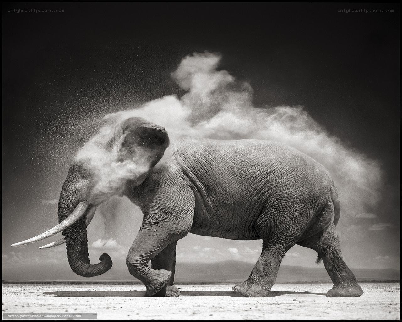 Elephant dusting itself