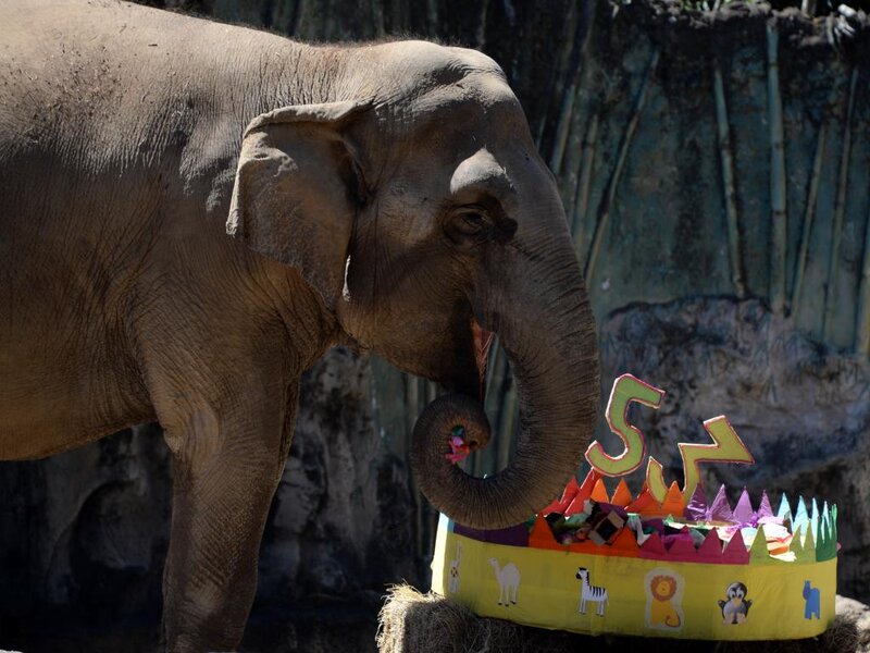 Elephant Eating Cake