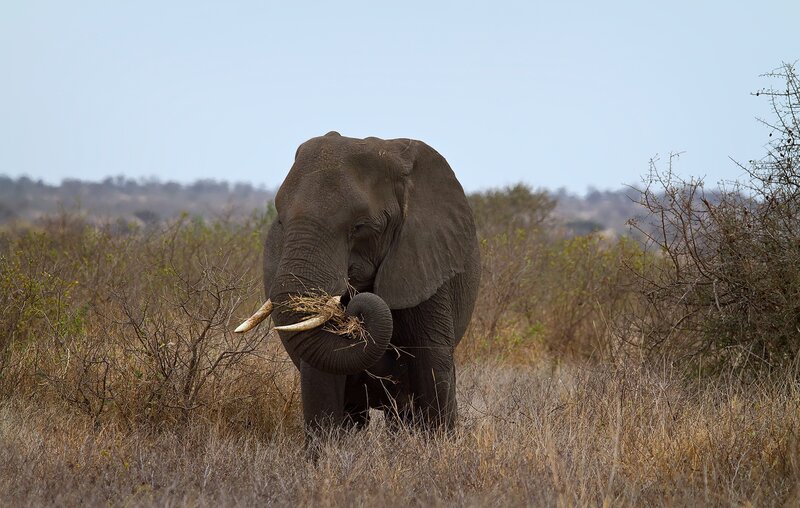 Elephant Eating Grass — Brown