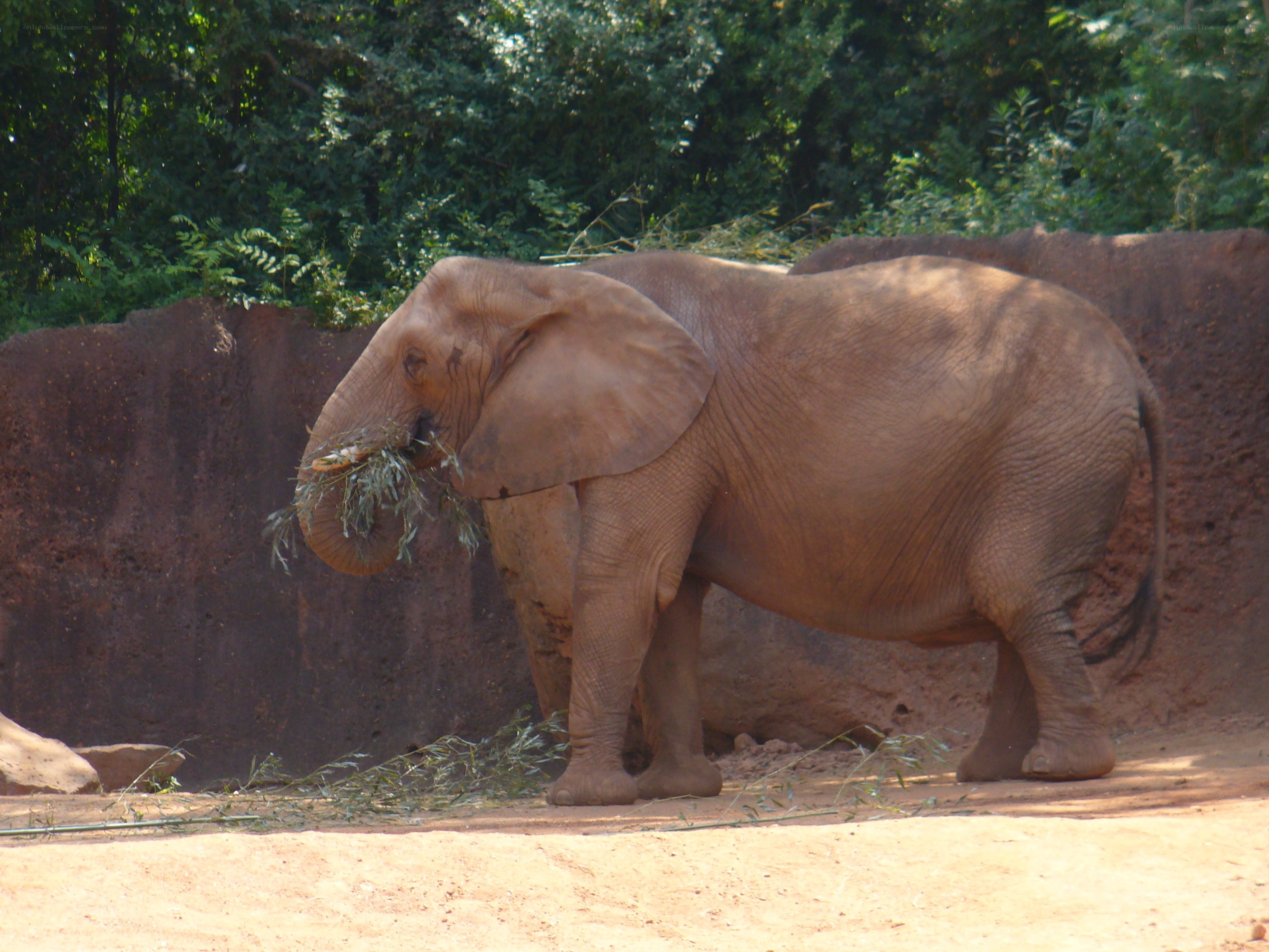 elephant eating grass in enclosure