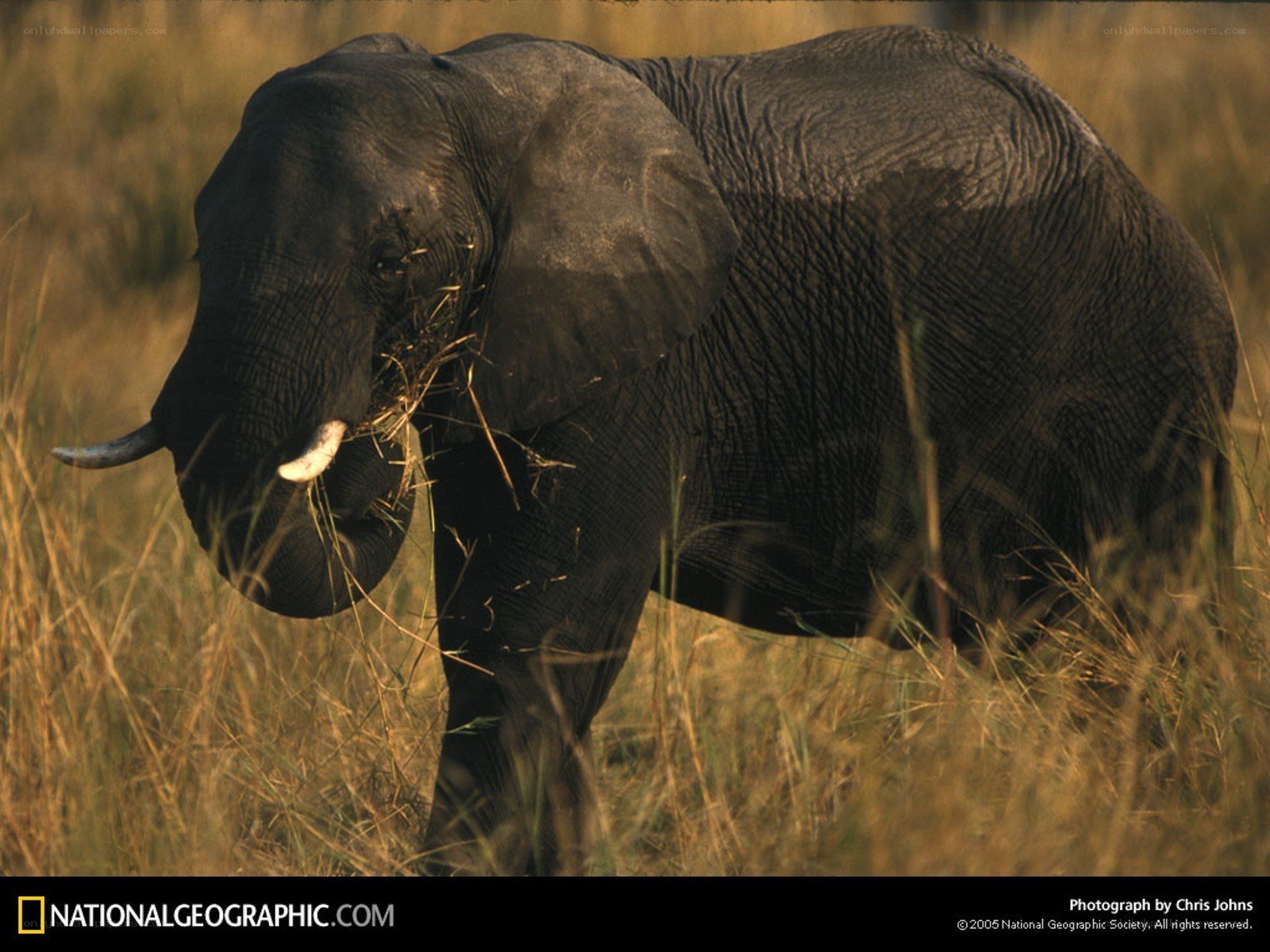 Elephant eating grass in savanna