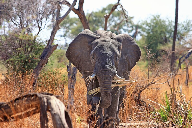 elephant eating grass in savanna
